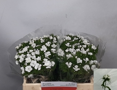 Dianthus Barb Sweet Will White 35cm