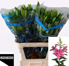 Lily Oriental Sorbonne 80cm 4+