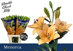 Lily La Menorca 90cm 5+
