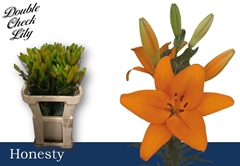 Lily La Honesty 75cm 2+