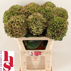 Hydrangea Royal Breeze Classic Rose 80cm 22-24cm Hd