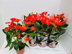 Anthurium Florida 17Ø 60cm