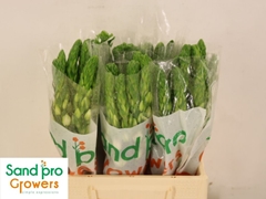 Ornithogalum Thyrsoides Milky Way 40cm