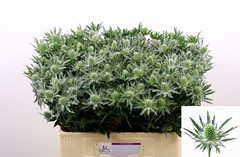 Eryngium Sirius Questar 60cm
