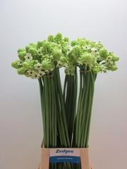 Ornithogalum Saundersiae 85cm