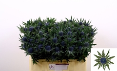 Eryngium Aquarius Questar 50cm