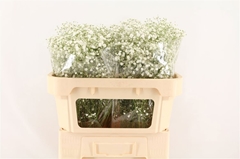 Gypsophila Gypso Queen 70cm 25gr.