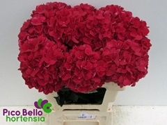 Hydrangea Rubyred 60cm 14-16cm Hd