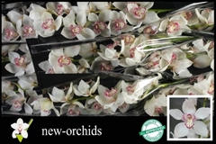 Cymbidium Mrs. Sugar Lee 60cm
