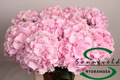 Hydrangea Verena 60cm 16-18cm Hd