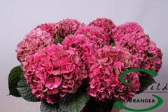 Hydrangea Glowing Alps Classic 60cm 15-17cm Hd