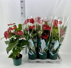 Anthurium Arebo 17Ø 70cm