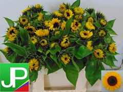 Helianthus Sunrich Orange 60cm