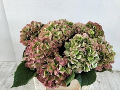 Hydrangea Verena Blue Classic 50cm 18-20cm Hd