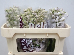 Delphinium Double Dewi Spijker 65cm
