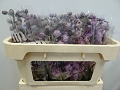 Delphinium Double Dewi Melody 65cm
