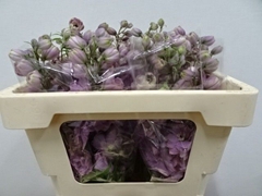 Delphinium Double Dewi Funny Smile 65cm