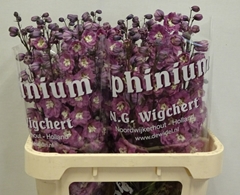 Delphinium Double Dewi Rita 80cm