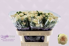 Rosa Spray Summerrose 70cm 4+