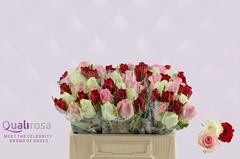 Rosa Easy Lover Mix 35cm