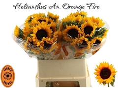 Helianthus Orange Fire 80cm