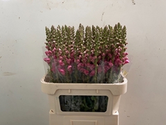 Antirrhinum Potomac Rose 80cm