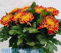 Chrysanth Single Tom Pearce 80cm 140gr.