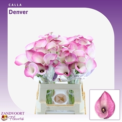 Zantedeschia Denver 60cm