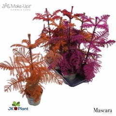 Araucaria Heterophylla 17Ø 65cm