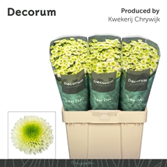 Chrysanth Santini Maverick White 55cm 44gr.