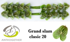 Anthurium Grand Slam 9cm Hd