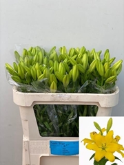 Lily La Nashville 70cm 2+