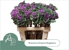 Brassica Empire Bogdana 60cm