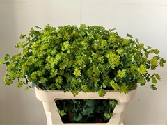 Bupleurum Rotundifolium 75cm