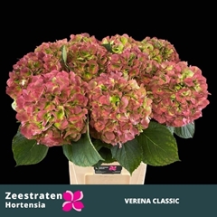 Hydrangea Verena Classic 80cm 22-24cm Hd