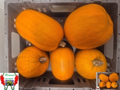 Cucurbita Maxima Halloween 14cm