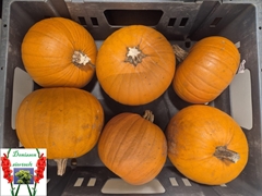 Cucurbita Maxima Halloween 13cm