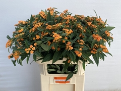 Euphorbia Fulgens Spray Sunstream 80cm 15cm Hd