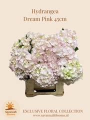 Hydrangea Dream Pink 45cm 16cm Hd