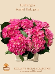 Hydrangea Scarlett 45cm 16cm Hd