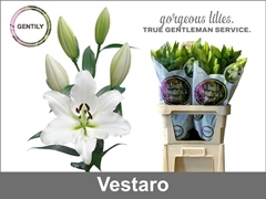 Lily Oriental Vestaro 95cm 4+
