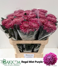 Chrysanth Single Regalmist Purper 80cm 115gr.