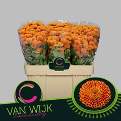 Chrysanth Santini Pluto 50cm 40gr.
