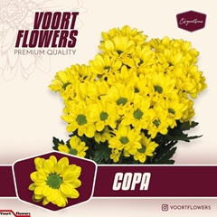 Chrysanth Spray Copa 68cm 55gr.