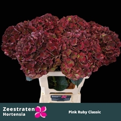 Hydrangea Pink Ruby Classic 60cm 18-20cm Hd