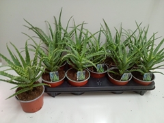 Aloe Arborescens 12Ø 27cm