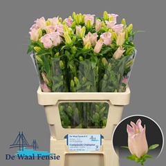 Campanula Campana Pearl Pink 65cm