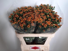 Chrysanth Santini Tammy 75cm 56gr.