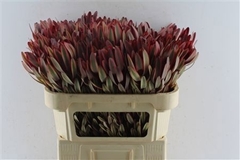 Leucadendron Jester 70cm