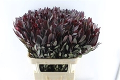 Leucadendron Safari Sunset 80cm
